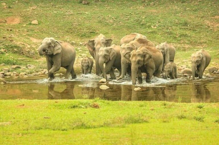 Munnar: Anakulam Jeep Safari with Waterfall and Elephant - An In-Depth Look at the Munnar Jeep Safari Experience
