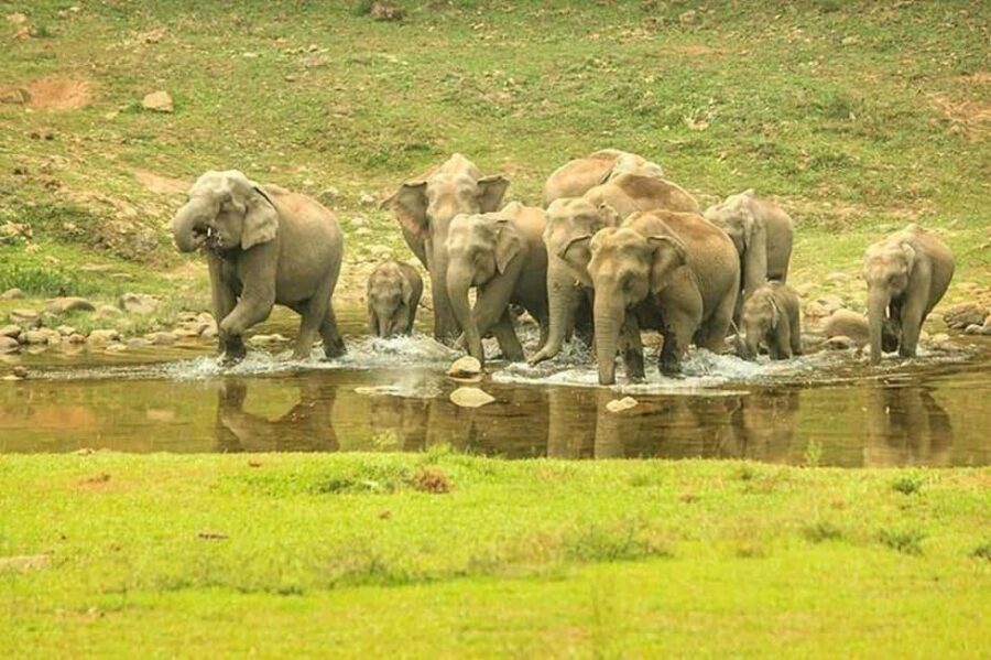Munnar: Anakulam Jeep Safari with Waterfall and Elephant - An In-Depth Look at the Munnar Jeep Safari Experience