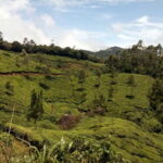 Munnar: Half Day Trekking Through Tea Plantation - What to Expect During the Trek