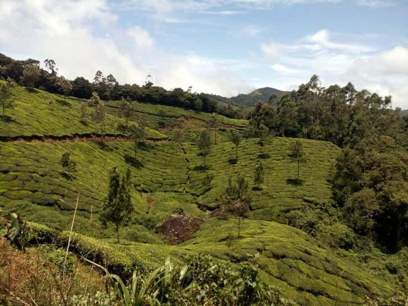 Munnar: Half Day Trekking Through Tea Plantation - What to Expect During the Trek