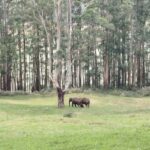 Munnar : Private One Day Tour from Kochi. Free Pickup-Drop - An In-Depth Look at the Experience