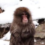 Nagano: Cute & Eccentric Snow Monkeys Half-Day Private Tour - The Itinerary: What to Expect