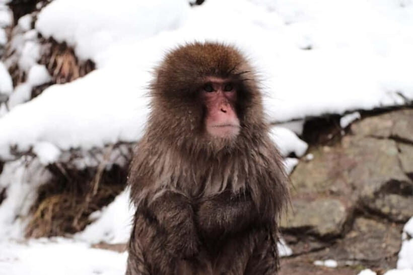 Nagano: Cute & Eccentric Snow Monkeys Half-Day Private Tour - The Itinerary: What to Expect