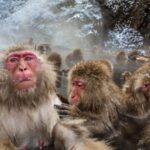 Nagano: Snow Monkeys, Zenko-ji Temple, and Lake Nojiri Tour - Practical Considerations and Tips