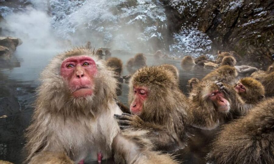 Nagano: Snow Monkeys, Zenko-ji Temple, and Lake Nojiri Tour - Practical Considerations and Tips