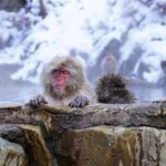 Nagano: Snow Monkeys, Zenkoji Temple & Sake Day Trip - Who Is This Tour Best For?