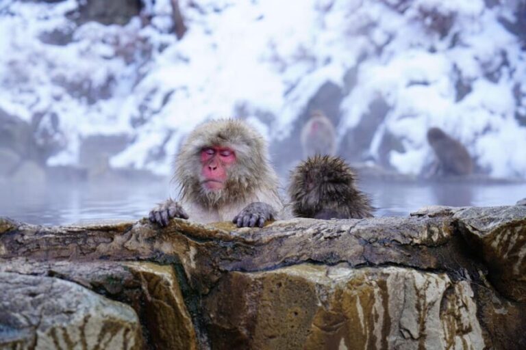 Nagano: Snow Monkeys, Zenkoji Temple & Sake Day Trip - Who Is This Tour Best For?