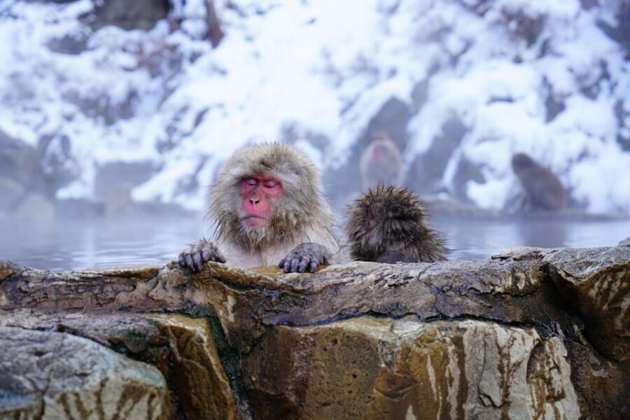Nagano: Snow Monkeys, Zenkoji Temple & Sake Day Trip - Who Is This Tour Best For?