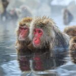 Nagano: Togakushi Shrine & Jigokudani Snow Monkey Park Trip - A Closer Look at the Tour Experience