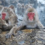 Nagano/Tokyo: Snow Monkey and Zenkoji Temple Private Tour - The Value of a Private, Customizable Tour