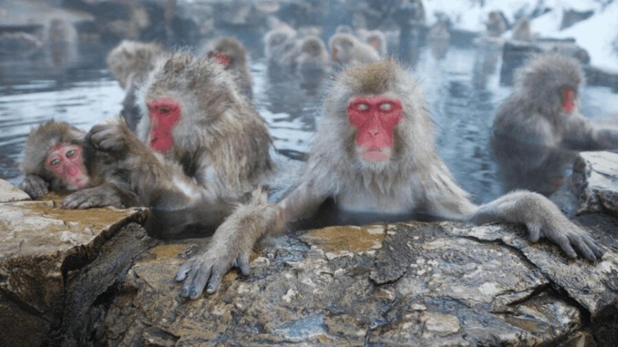 Nagano/Tokyo: Snow Monkey and Zenkoji Temple Private Tour - The Value of a Private, Customizable Tour