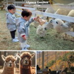 Nami Island, Railbike & Alpaca Garden Day Trip from Seoul - The Practical Side: What to Expect