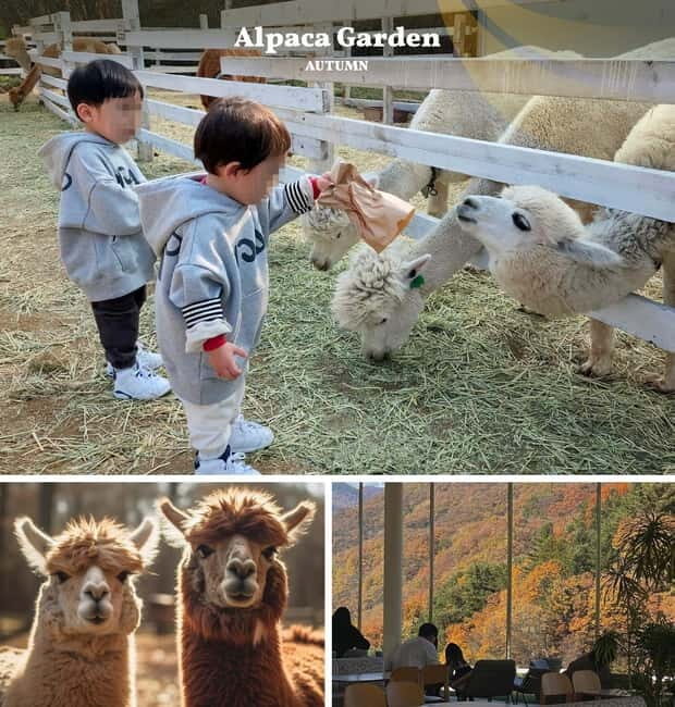 Nami Island, Railbike & Alpaca Garden Day Trip from Seoul - The Practical Side: What to Expect