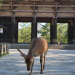 Nara Early Bird Tour (Osaka Departure Option) - Practical Aspects & What You Can Expect