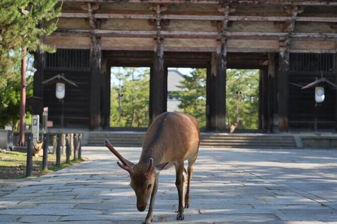 Nara Early Bird Tour (Osaka Departure Option) - Practical Aspects & What You Can Expect