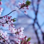 Nara: Enjoy Highlight Of Nara in 3 hours - Who Should Consider This Tour?