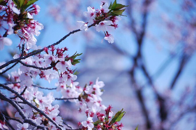 Nara: Enjoy Highlight Of Nara in 3 hours - Who Should Consider This Tour?