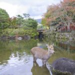 Nara: Private Walking Tour with a Local - Guides and Authenticity
