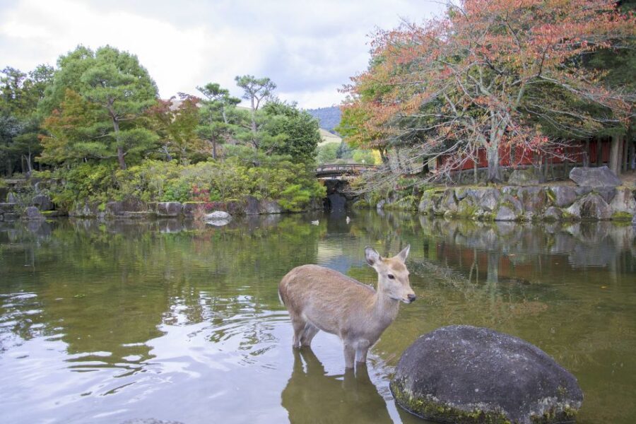 Nara: Private Walking Tour with a Local - Guides and Authenticity