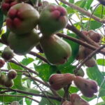 Nature tour through Battambang/Local area and landmarks - The Practicalities & Value