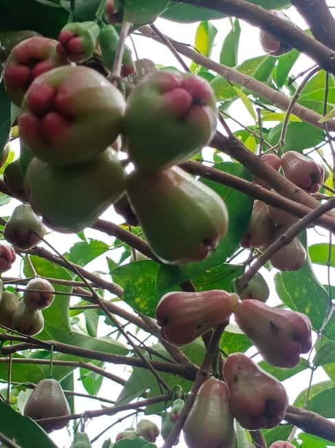 Nature tour through Battambang/Local area and landmarks - The Practicalities & Value