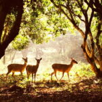 Ninh Binh: Cuc Phuong National Park -The best trekking tour - Discovering Cuc Phuong National Park: An In-Depth Review