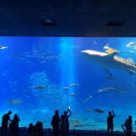 Okinawa: Aquarium, Kouri Island, & American Village Bus Tour - What to Expect and Practical Tips
