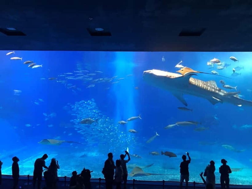 Okinawa: Aquarium, Kouri Island, & American Village Bus Tour - What to Expect and Practical Tips