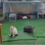 Okinawa : Let's play with cats and have lunch! at Ufuyaa - The Itinerary and Experience Breakdown