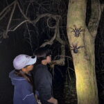 Okinawa Miyako Starry Sky Jungle Exploration Tour - Who Should Consider This Tour?