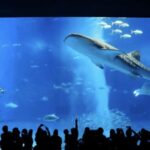 Okinawa Private Custom Tour with Local Guide - Why This Tour Works Well