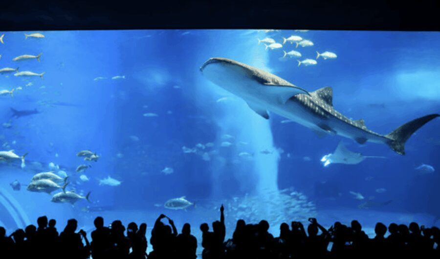 Okinawa Private Custom Tour with Local Guide - Why This Tour Works Well