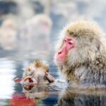 One Day Private Sightseeing tour to Snow Monkey Zenkoji Temp - Who Will Love This Tour?