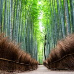 Osaka/Kyoto: Arashiyama, Amanohashidate & Tango Railway Tour - A Closer Look at the Itinerary