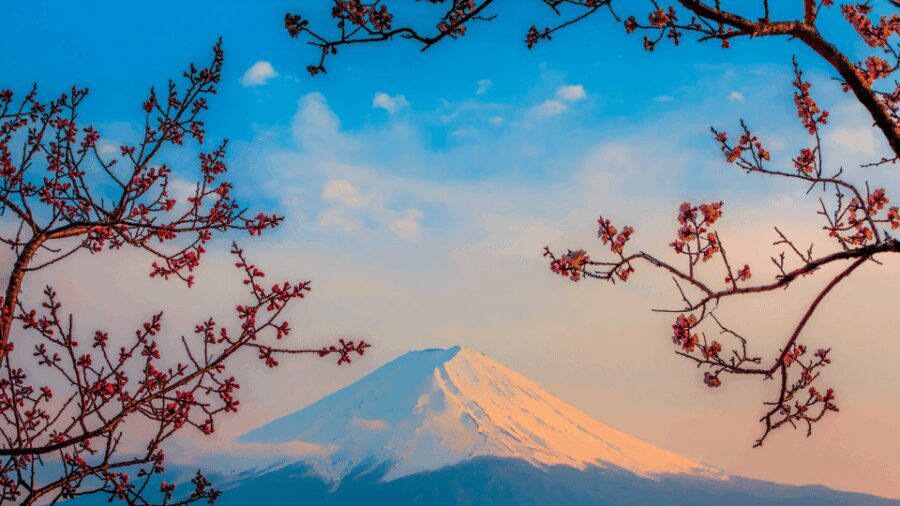 Osaka, Kyoto & Nara 5 Days Tour with Accomodation - Who Is This Tour Best For?