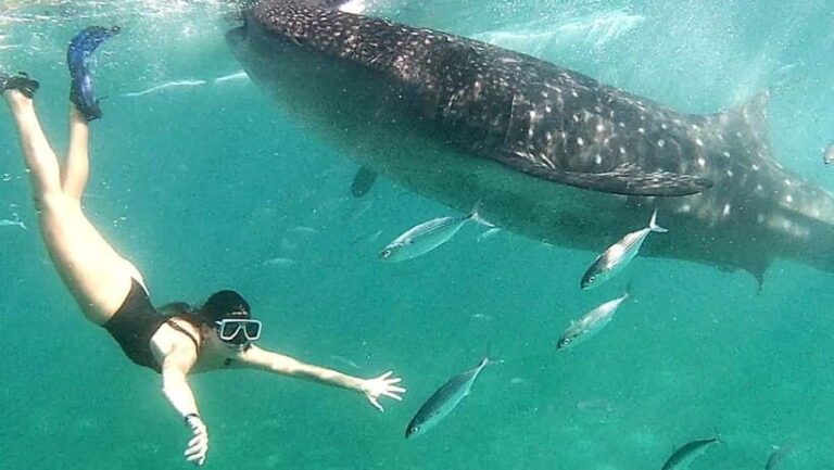 Oslob: Whale Shark Swim & Aguinid Falls Adventure Tour - What’s Included & What to Consider