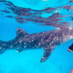 Oslob Whale Shark & Tumalog Waterfalls & Sumilon Sandbar - A Closer Look at the Tour Experience