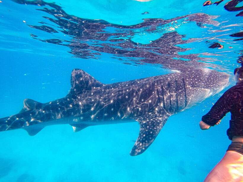 Oslob Whale Shark & Tumalog Waterfalls & Sumilon Sandbar - A Closer Look at the Tour Experience