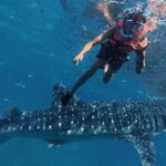 Oslob: Whale Shark Watching Private tour - What to Expect on This Tour