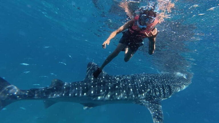 Oslob: Whale Shark Watching Private tour - What to Expect on This Tour