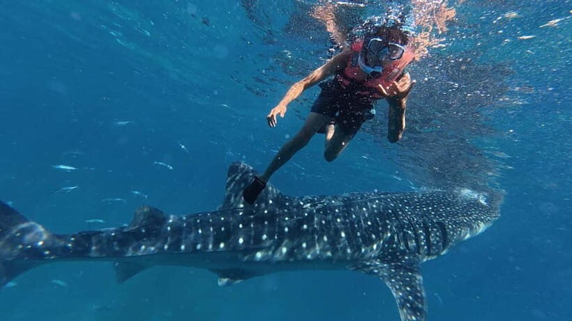 Oslob: Whale Shark Watching Private tour - What to Expect on This Tour