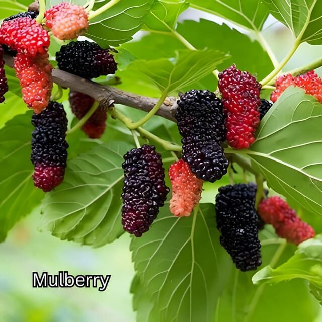 Penang: Tropical Fruit Farm Ticket - Potential Drawbacks or Considerations