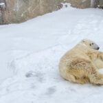 Penguin Fun & Snowmobile : Sapporo Winter (Asahiyama Zoo) - Practical Details & What to Know