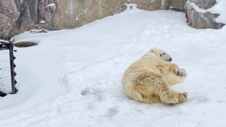 Penguin Fun & Snowmobile : Sapporo Winter (Asahiyama Zoo) - Practical Details & What to Know