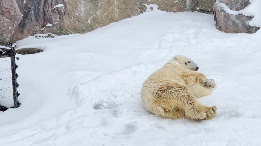 Penguin Fun & Snowmobile : Sapporo Winter (Asahiyama Zoo) - Practical Details & What to Know