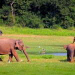 Periyar 02- Days Tour with Nature Walk and Elephant Bath - FAQ