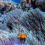 Phi Phi Islands Speedboat Tour Adventure from Krabi - The Experience: Pros & Cons