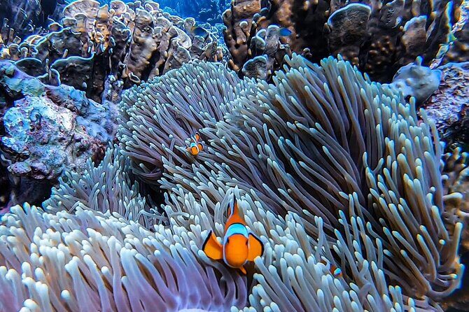 Phi Phi Islands Speedboat Tour Adventure from Krabi - The Experience: Pros & Cons