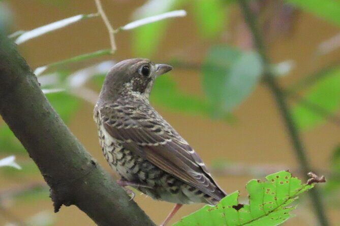 Phnom Penh Birding Experience and Brunch - Possible Considerations