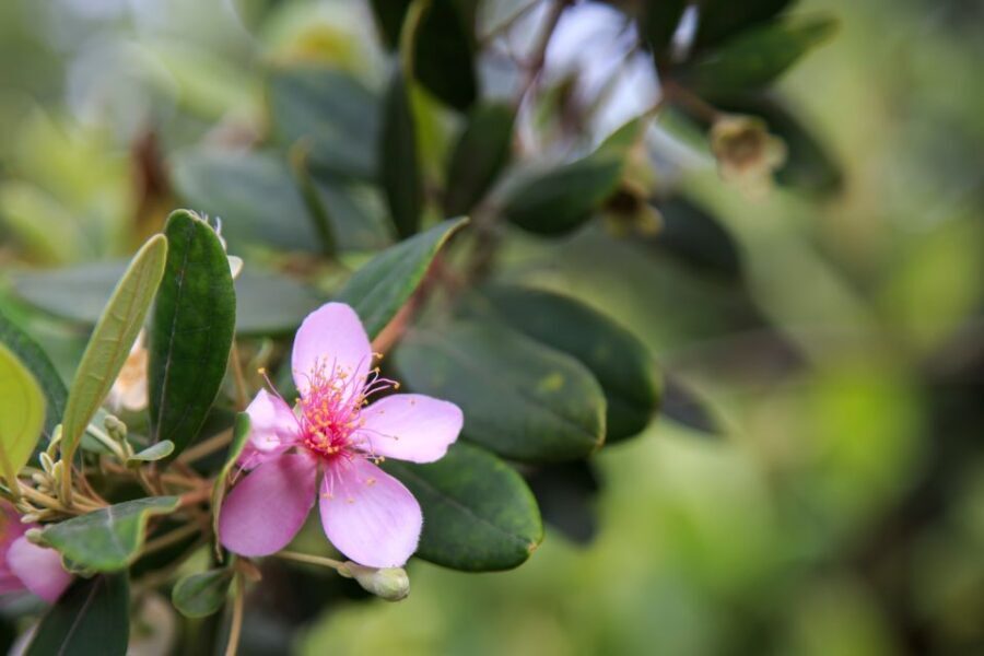 Phu Quoc Land 1: Southern Tour & Sao Beach - What’s Included and What to Bring